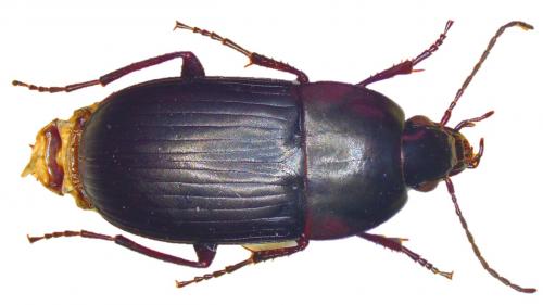 Réf. 222 836 : Oodes helopioides